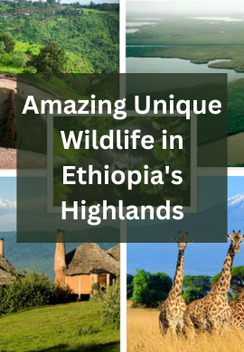 Highland Chronicles: Ethiopia's Enigmatic Wildlife.
